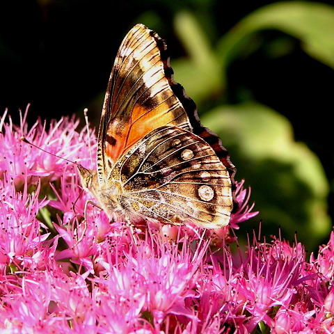 Vanessa cardui abberant a2b8 (Internet Image property of respective owner, non-commercial use only)